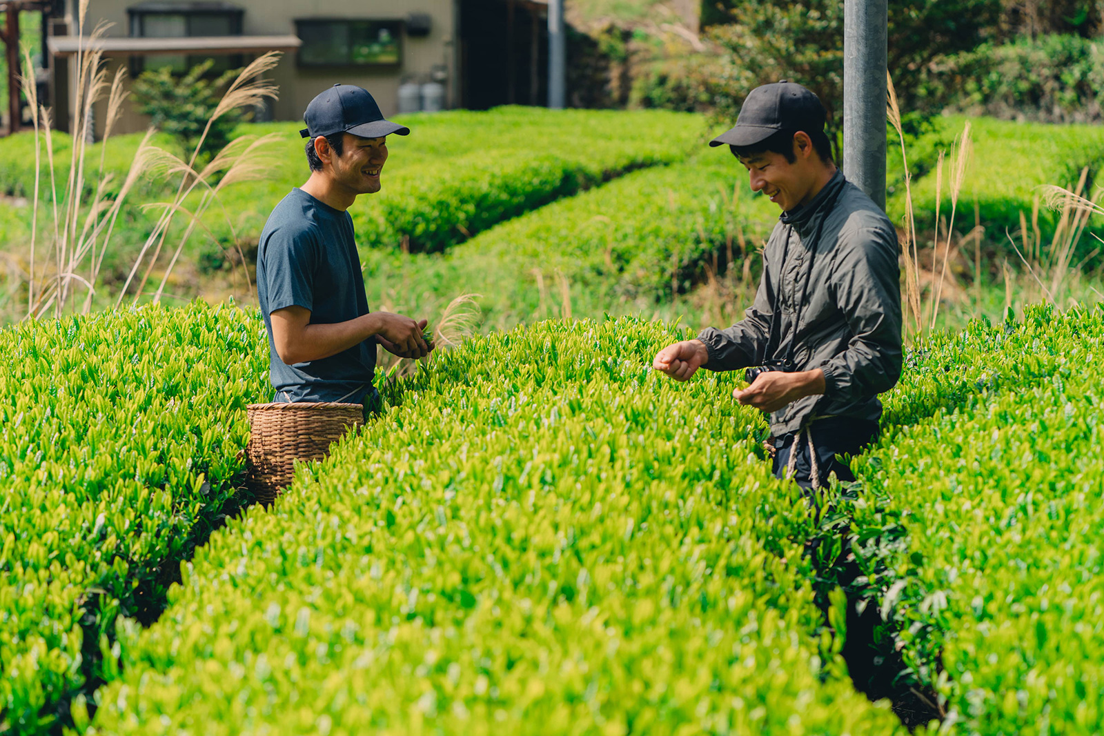 workers picking herbs