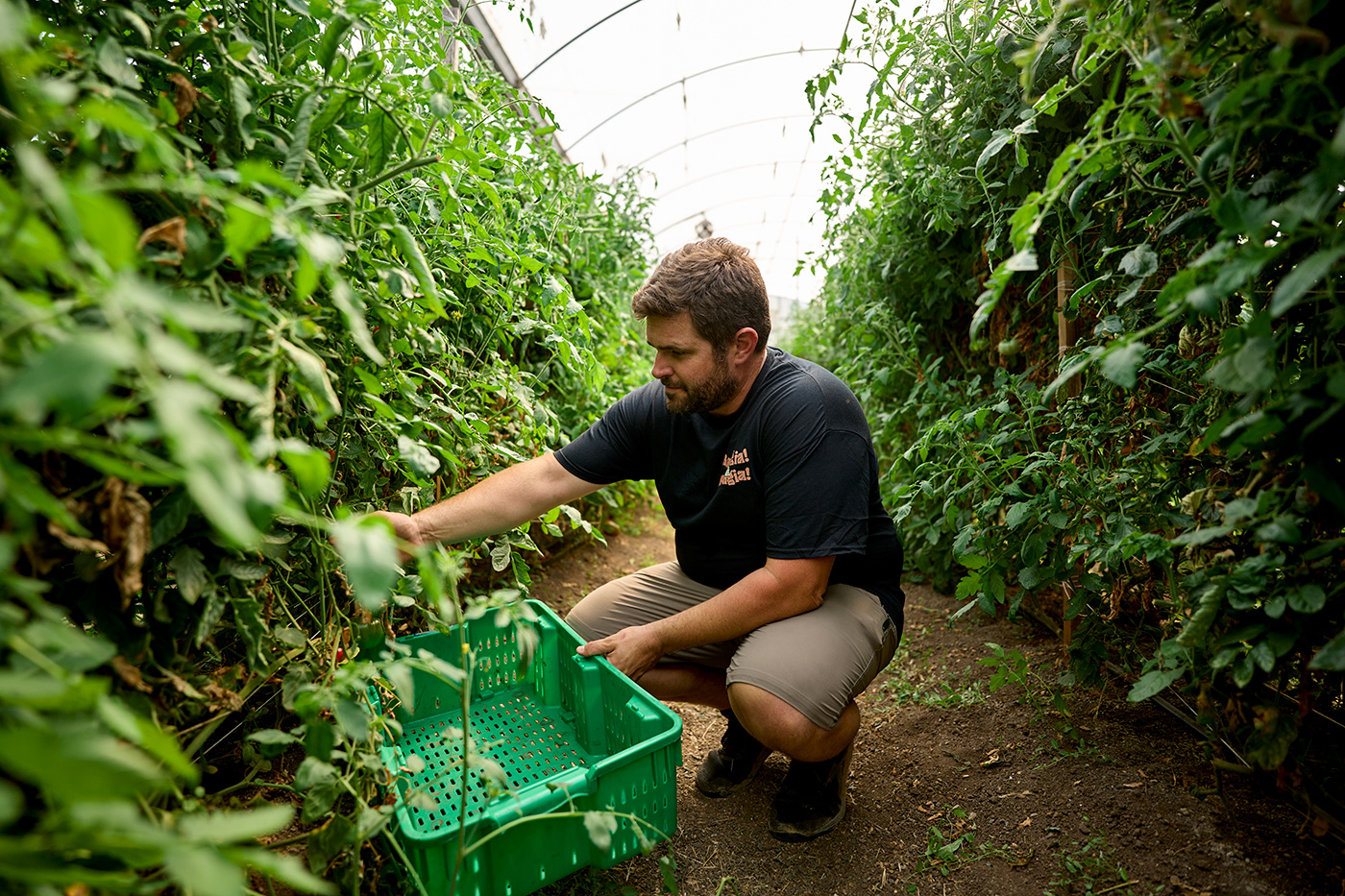 picking fresh ingredients 